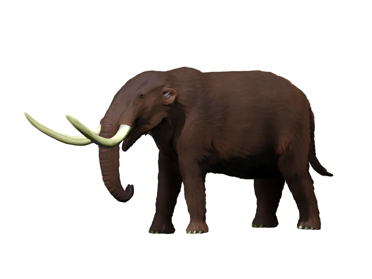 American mastodon (Mammut americanum) from the Pleistocene epoch of North America (American mastodon)