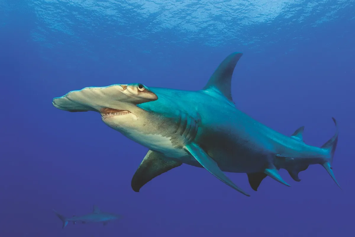 Giant hammerhead shark