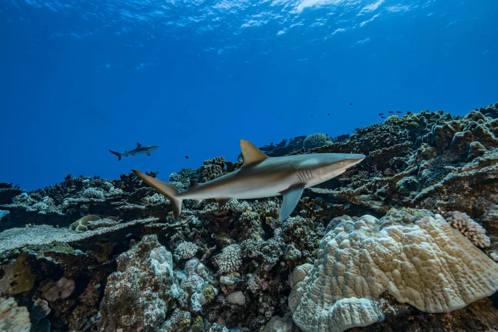 Grey reef sharks patrolling the reef