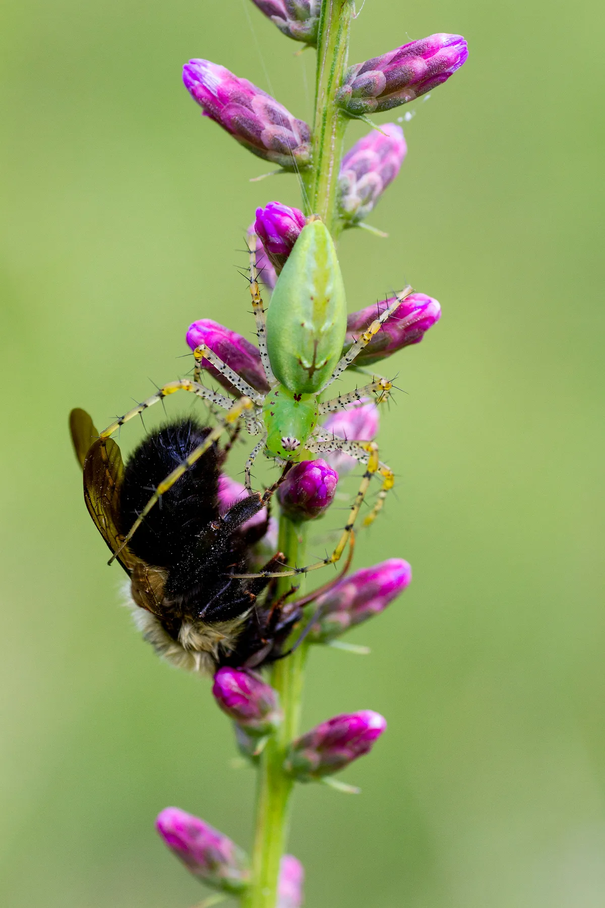 A green lynx spider (Peucetia viridans) rests on a vibrant pink budding Liatris with its hefty bumblebee catch.