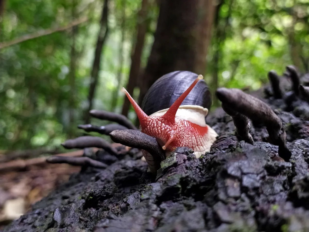 A bright red snail feasts on the black and gory looking fungus, dead man's fingers