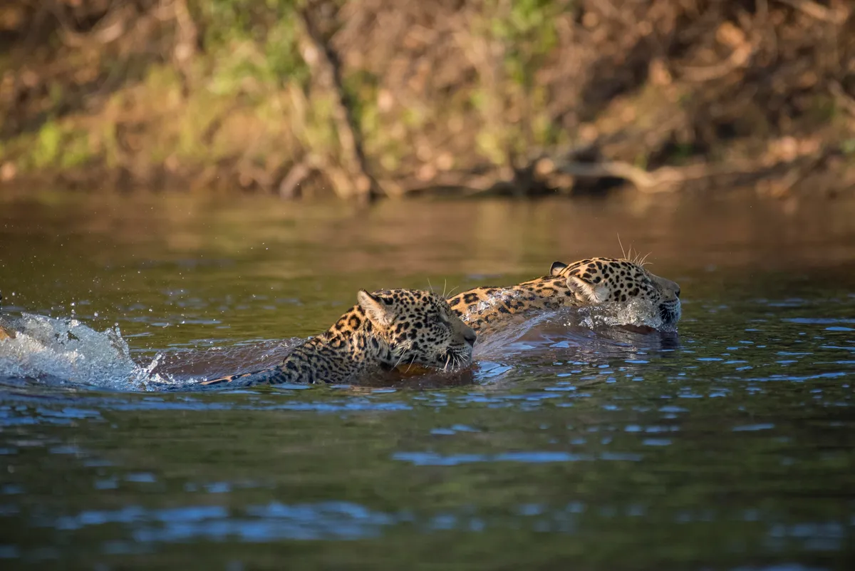 Two jaguars swimming across a river