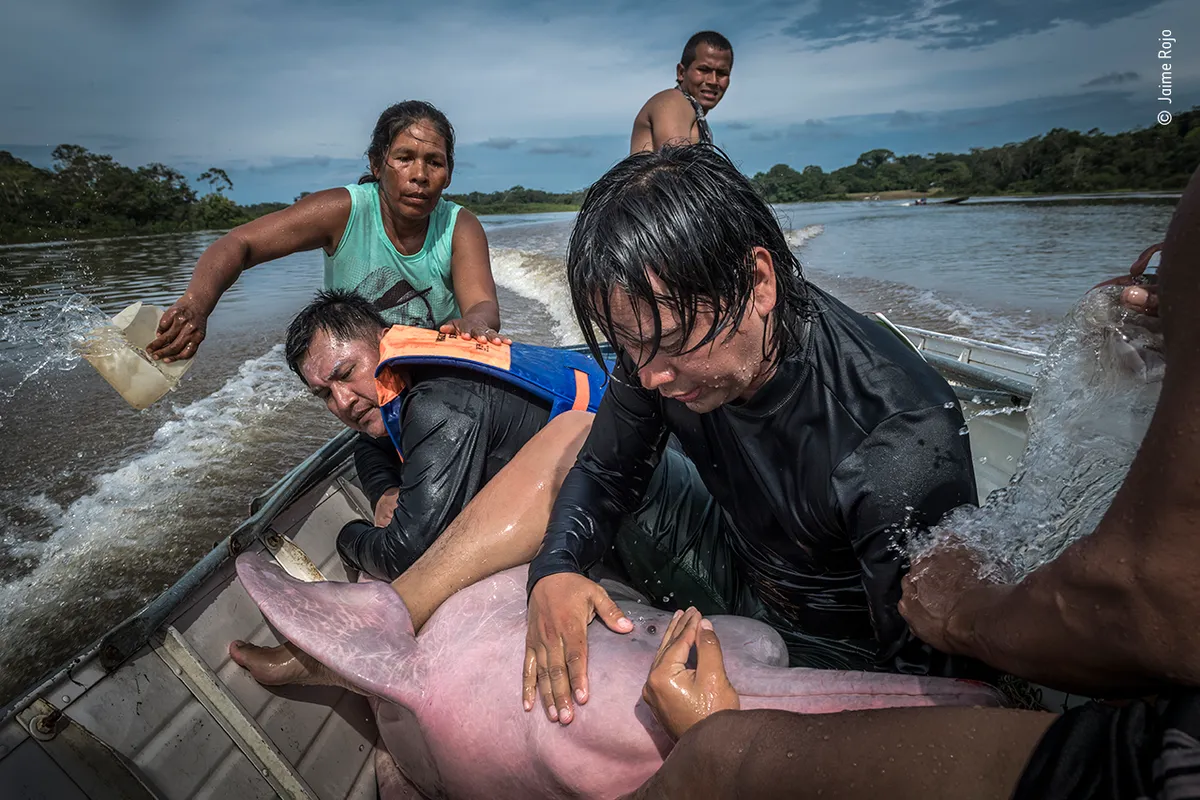 Dolphin hug - ©Jaime Rojo/Wildlife Photographer of the Year