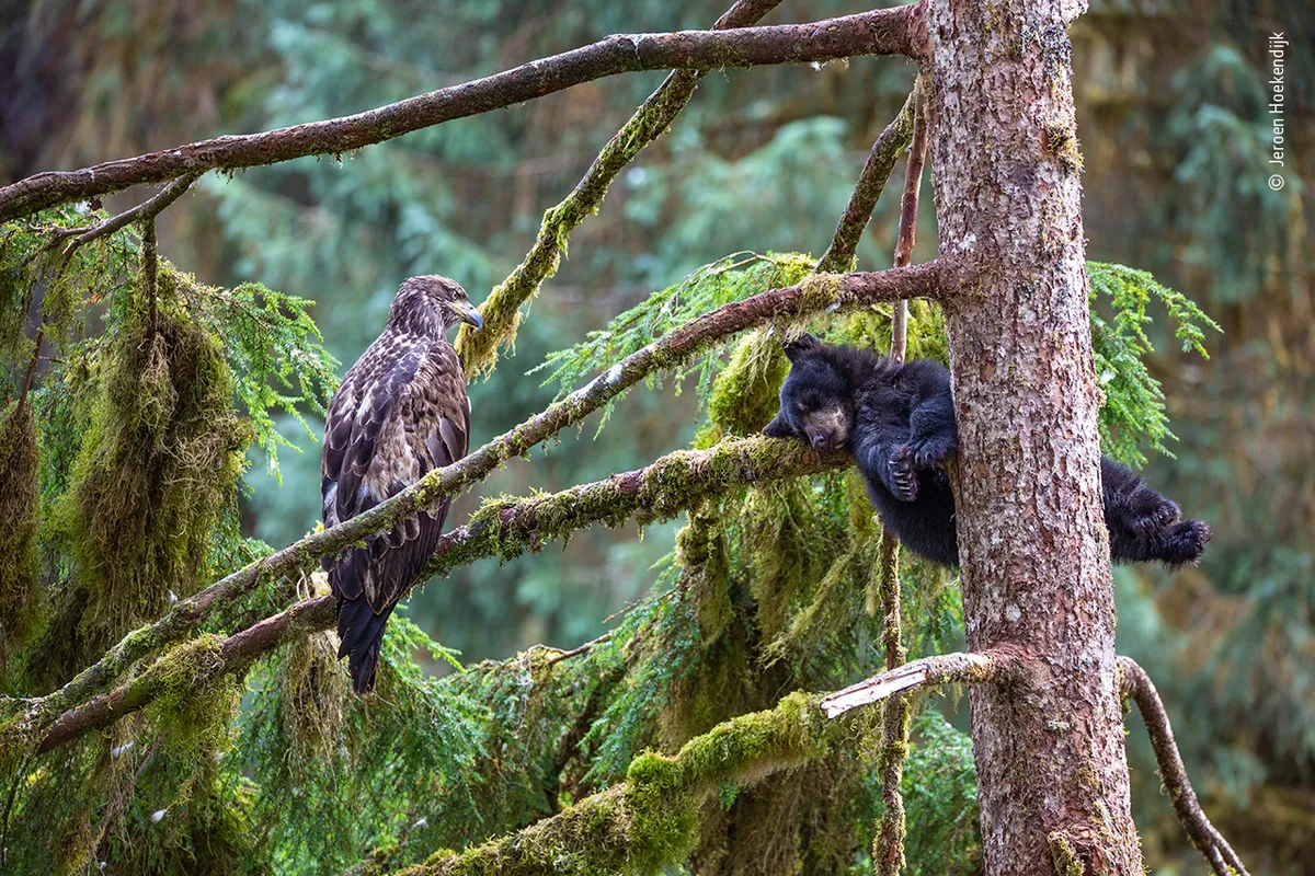 The eagle and the bear - ©Jeroen Hoekendijk/Wildlife Photographer of the Year