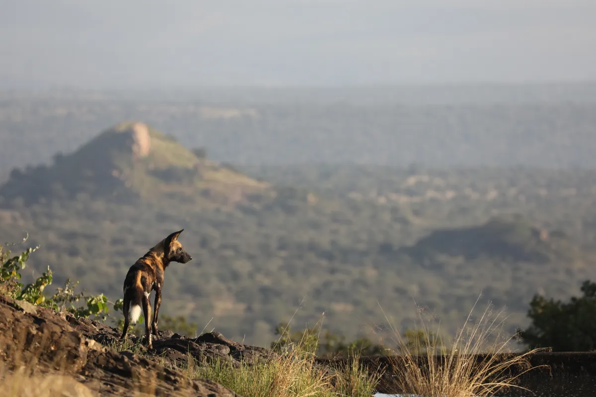 A single African wild dog stands on the edge of hill, looking out over the vast Kenyan landscape.