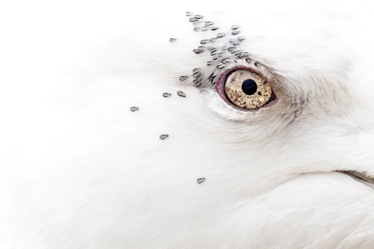 The beady eye of a Kumlien's gull surrounded by oure white plumage fills the frame. There are dark speckles around the eye, which on closer expection are not feather patterns, but lice.