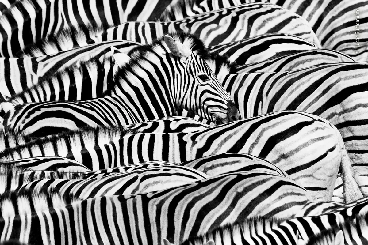 Life in black and white - ©Lucas Bustamante/Wildlife Photographer of the Year