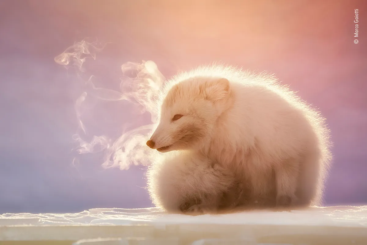 Breath of an Arctic fox - ©Marco Gaiotti/Wildlife Photographer of the Year