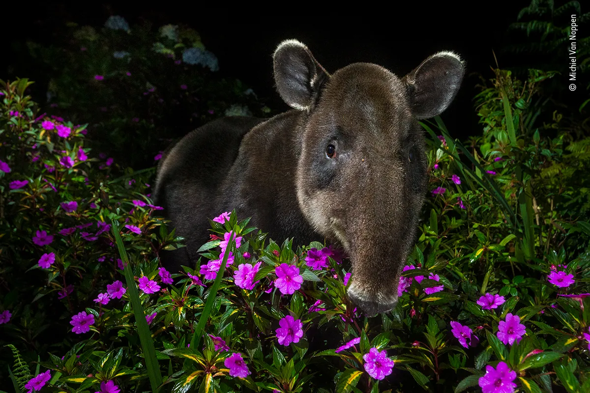 Peek a boo - ©Michiel Van Noppen/Wildlife Photographer of the Year