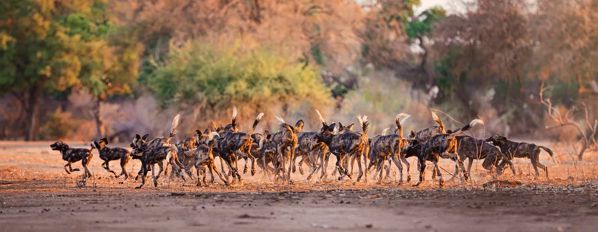 A pack of about 20 African wild dogs run along a dry, dusty ground, many with their tails in the air. Behind them, the green, yellow and brown of the trees are lit up by the sunlight that also bathes the pack