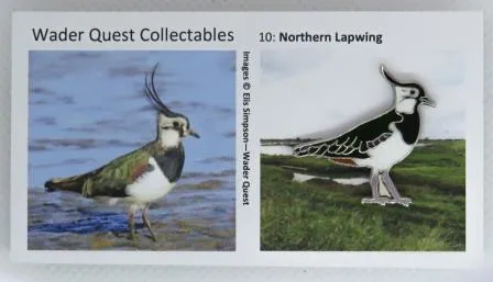 A northern lapwing enamel pin on a card next to a photo of a northern lapwing.