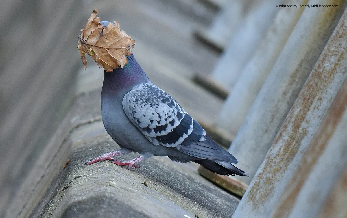 A pigeon perched on a wall, with a brown dried oak leaf on its face.
