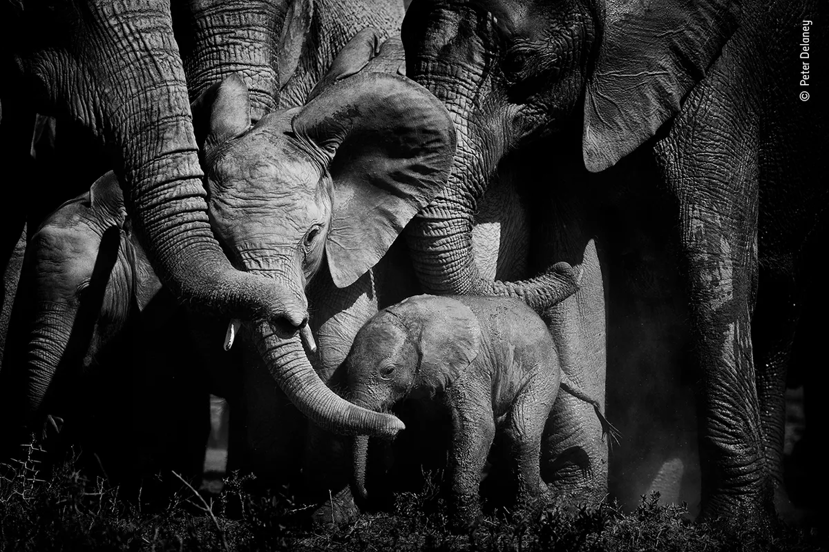 Bonds of love - ©Peter Delaney/Wildlife Photographer of the Year
