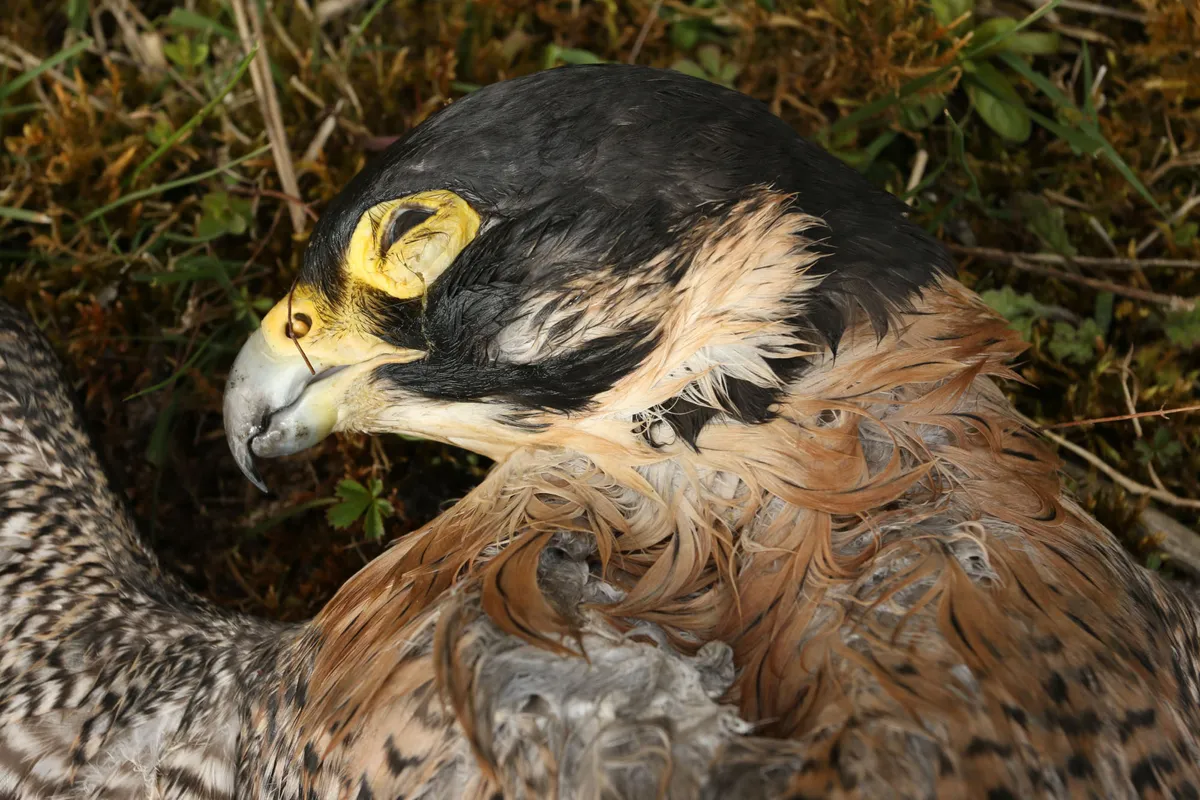 A poisioned peregrine