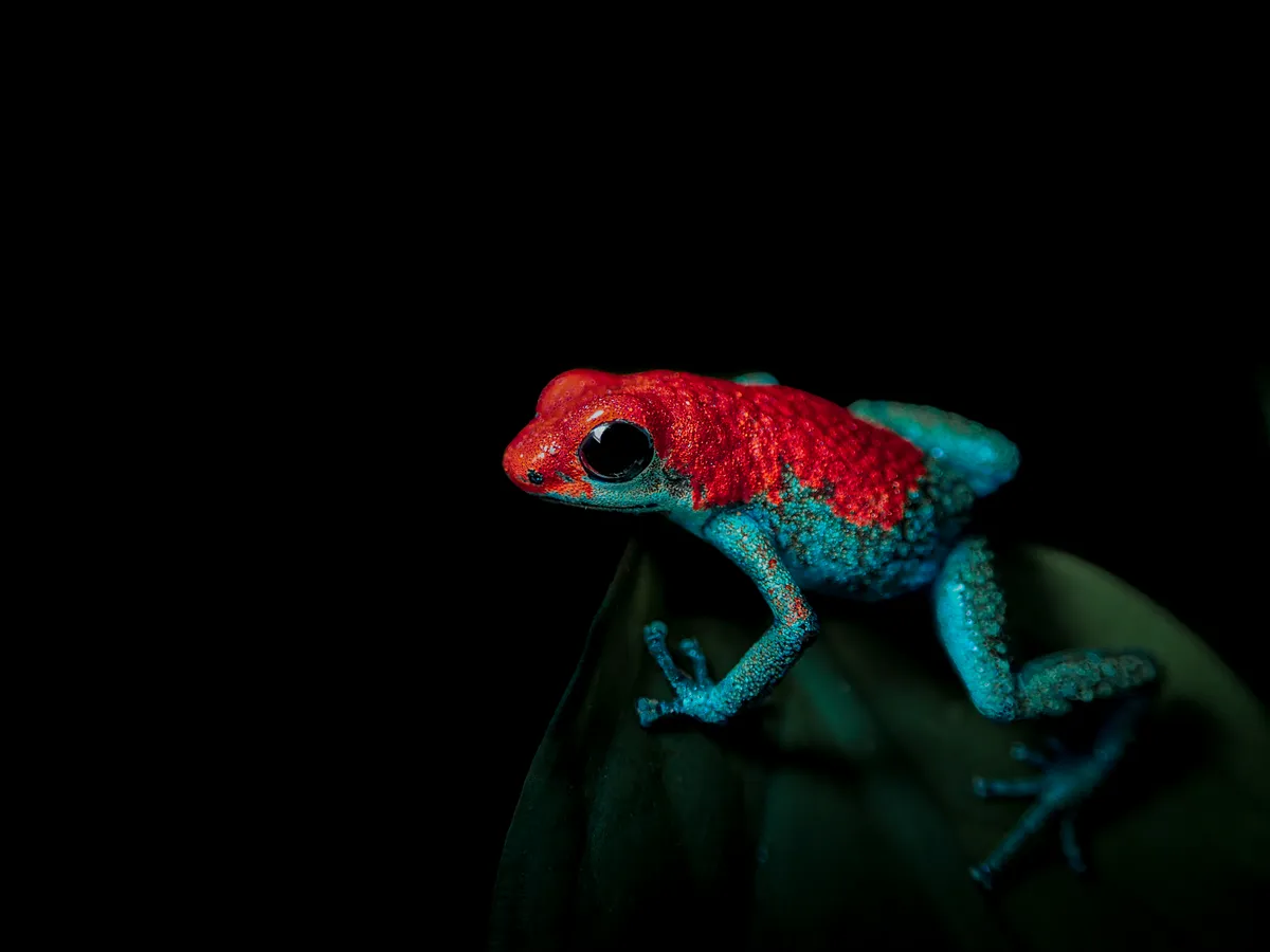 A granular poison dart frog guarding his territory. This frog may be small, but it is highly territorial. Males will ferociously defend their territories from rivals. This individual male was photographed in the late evening, perched upon a leaf, a position of high ground to overlook his territory. Taken by Jack Marcus Smith from the University of Cambridge. © Jack Marcus Smith