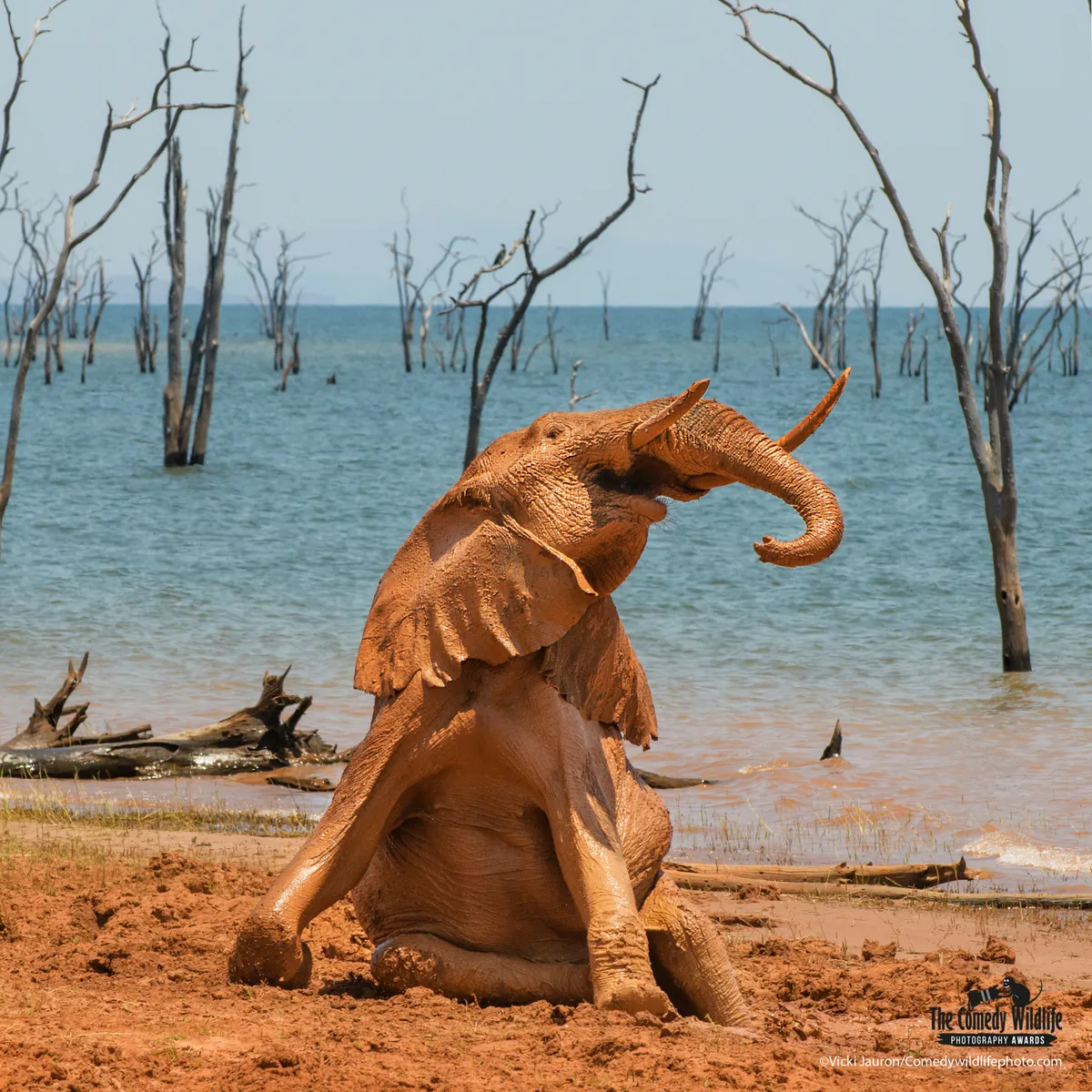 In front of a blue lake (with dead trees sticking up out of it), a young elephant takes a mud bath, sitting with its butt on the ground and head raised up.