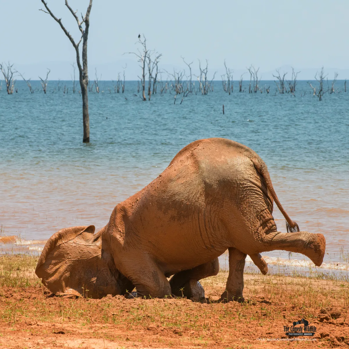 In front of a blue lake (with dead trees sticking up out of it), a young elephant takes a mud bath, with its front knees and head on the ground, and one of its hind legs in the air.