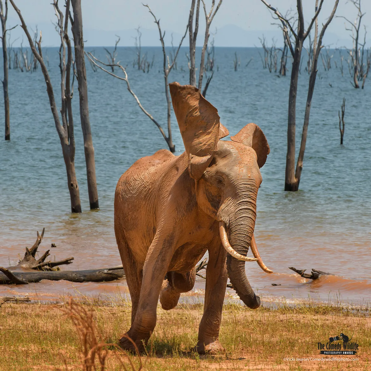 In front of a blue lake (with dead trees sticking up out of it), a young elephant takes a mud bath, standing on all four legs with its ears up in the air.
