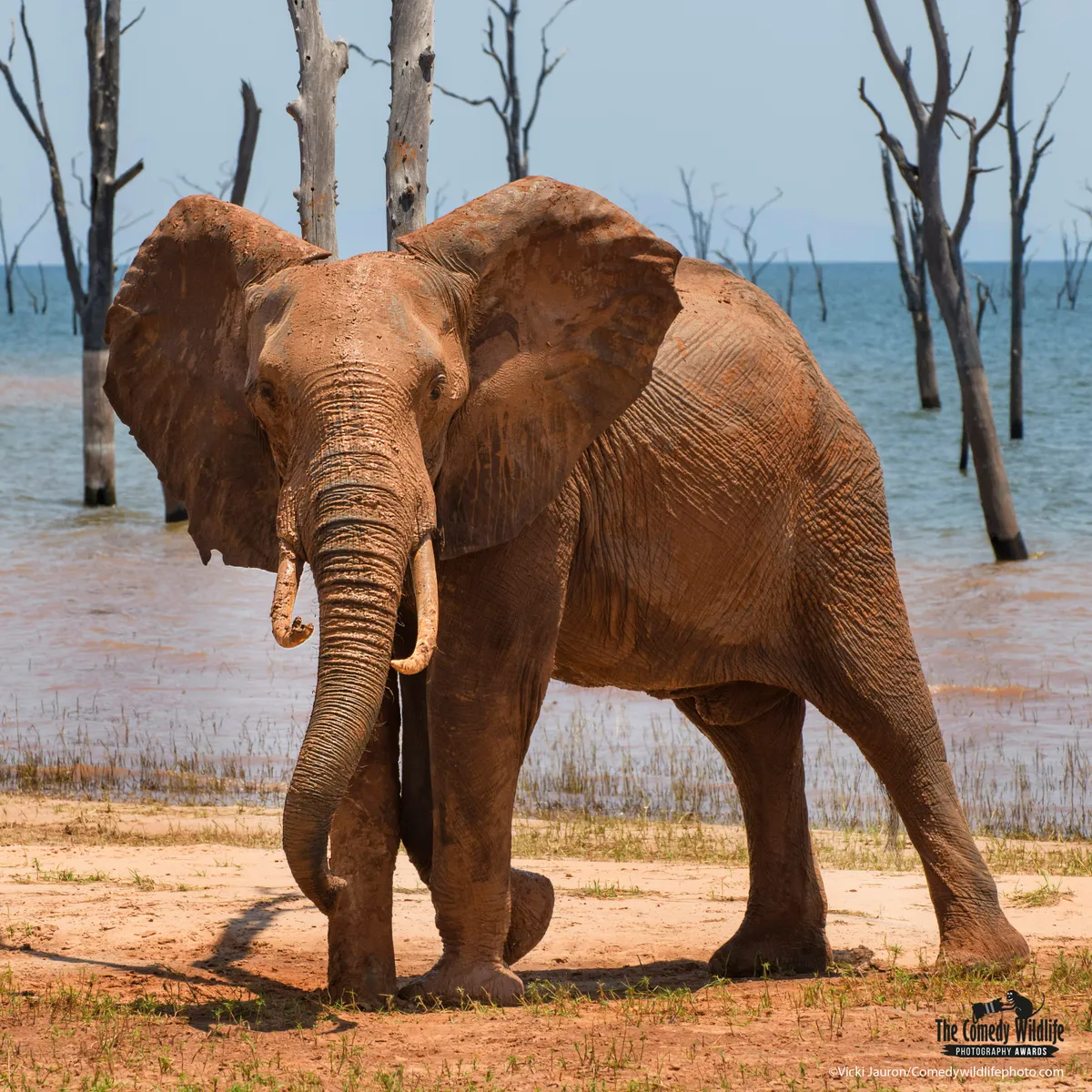 In front of a blue lake (with dead trees sticking up out of it), a young elephant takes a mud bath, standing on all four legs looking towards the camera.
