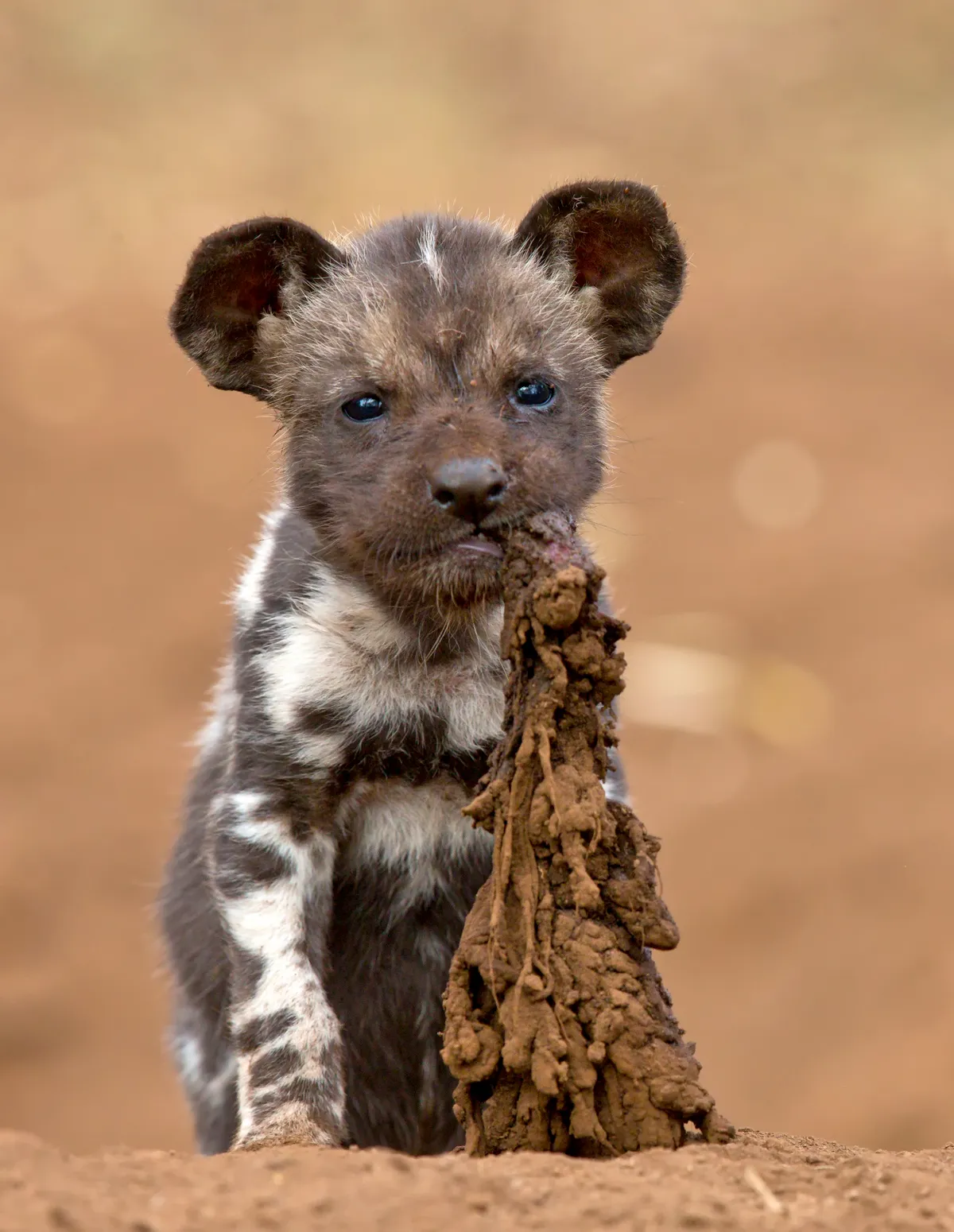 A cute, tiny African wild dog pup sits on the brown ground, with the muddy remains of the day’s kill in its mouth.