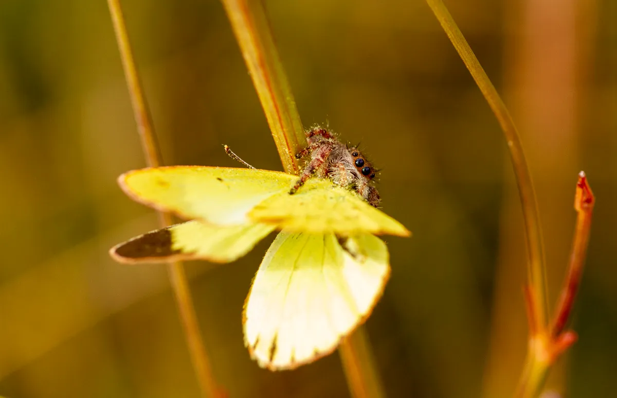 A beady-eyed orange spider tucks into a bright yellow butterfly.