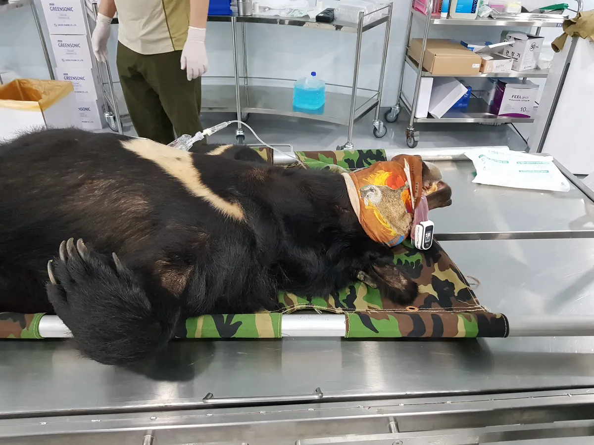 A black bear lies face up on a steel table, unconscious. It is being prepared by vets to be transported to a new home.