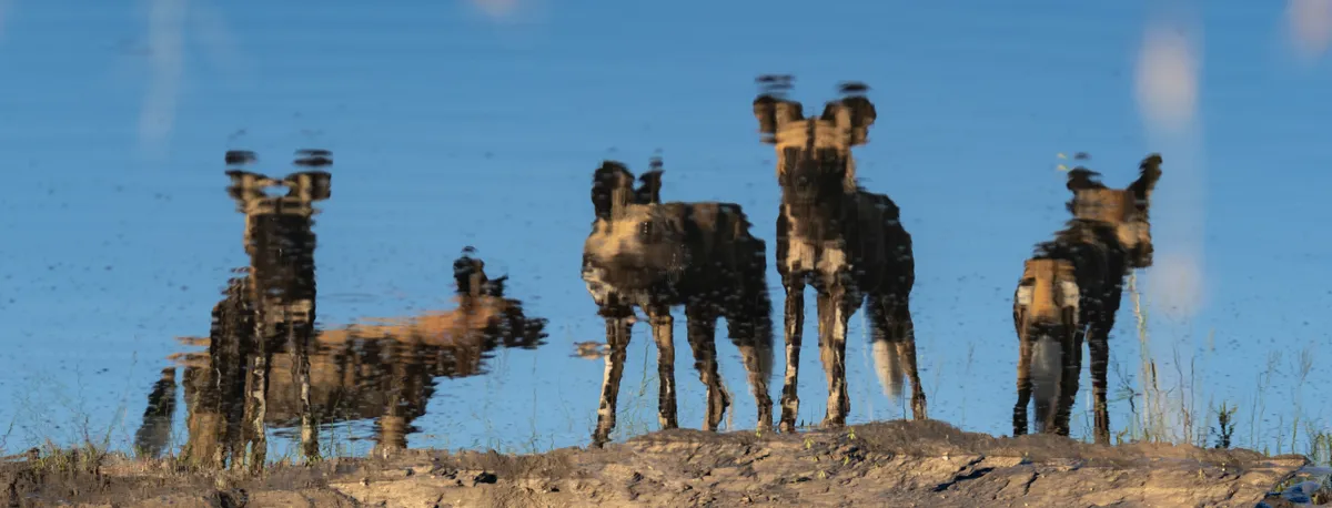 A rippled reflection of five African wild dogs at a waterhole in front of a deep blue African sky.