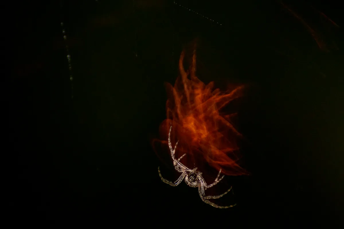 A spider is illuminated against the dark night. It's movements have left an orange trace due to a streetlamp above.