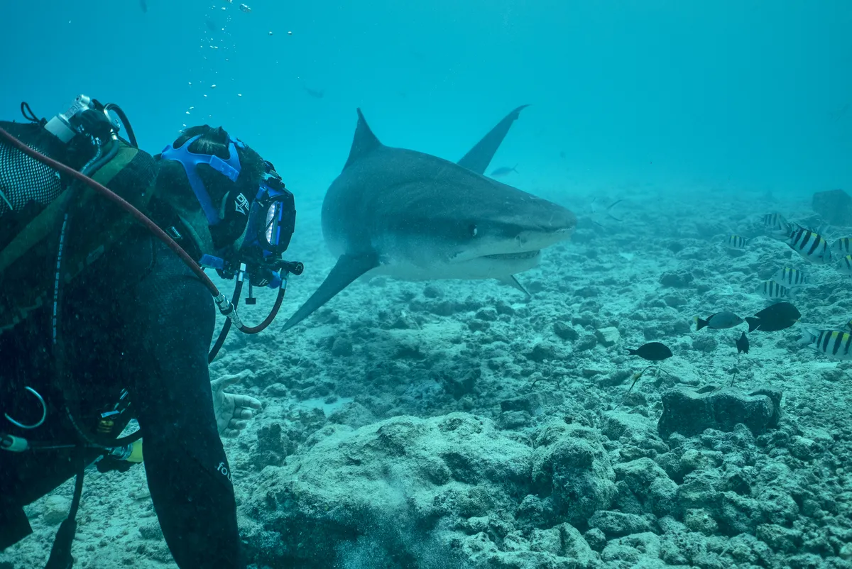 Steve Backshall diving with a shark