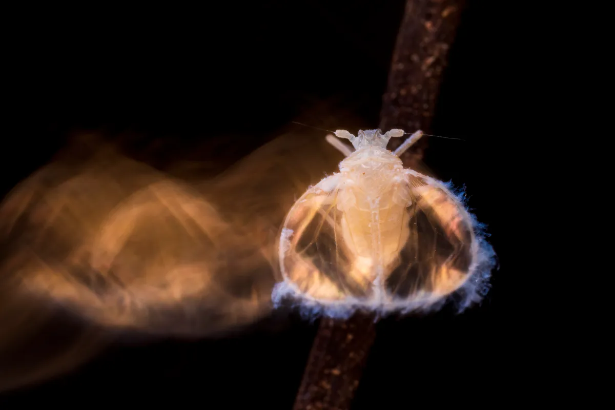 A ghostly image of a mysterious insect is illumited against a dark background.