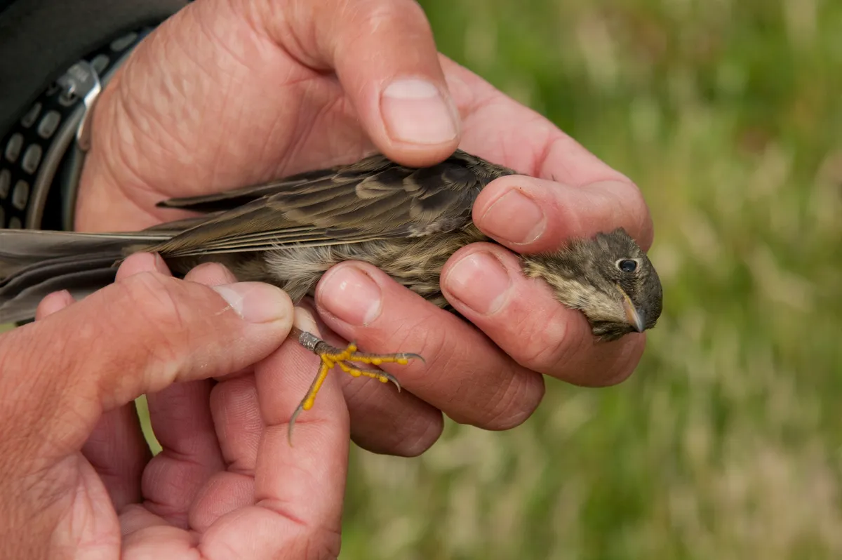 A water pipit being ringed. © Mike Powles/Getty Images