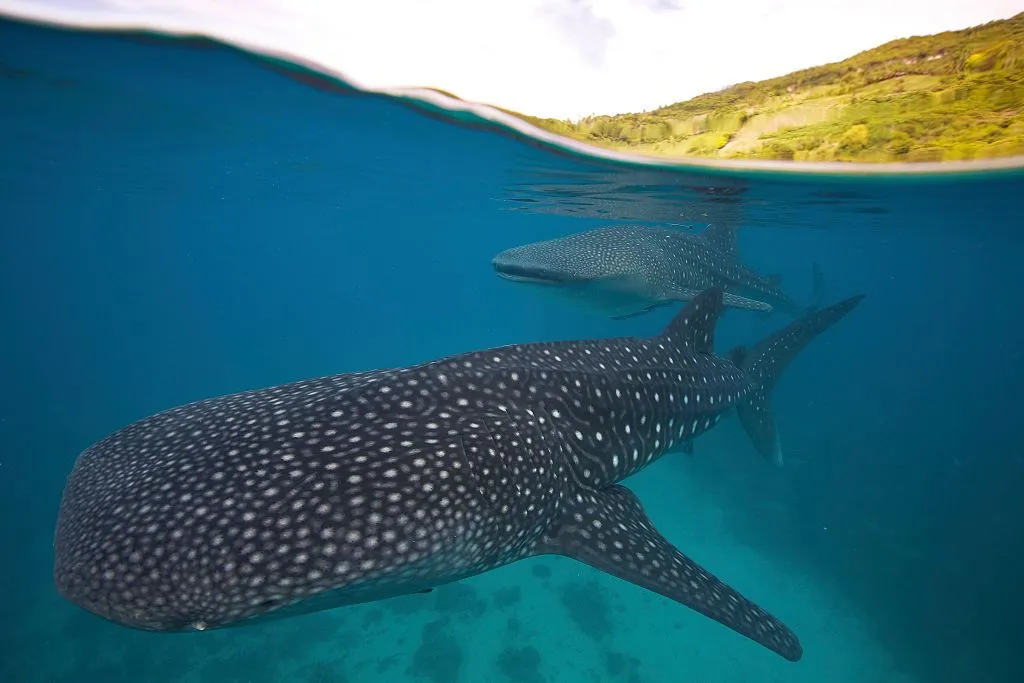Whale shark (Rhincodon types) in the Bohol Sea, Philippines