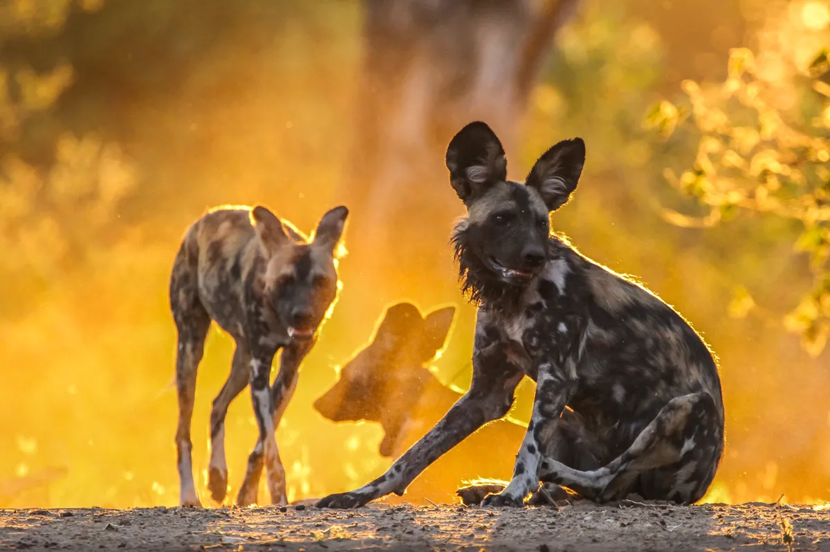 Two wild dogs in the foreground prepare to go hunting against a golden backdrop as the sun rises. Behind is the blurred image of a third dog, which has a collar on for research purposes.