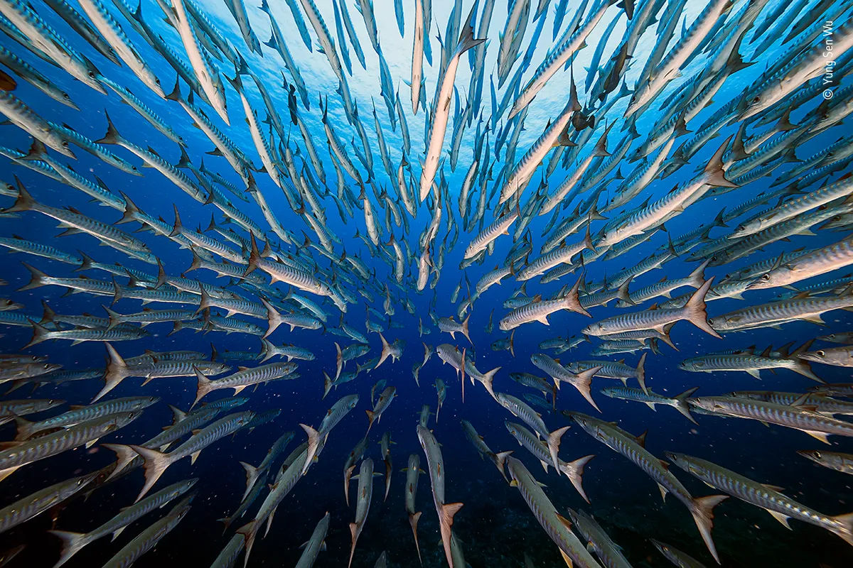 Barracudas - ©Yung Sen Wu/Wildlife Photographer of the Year