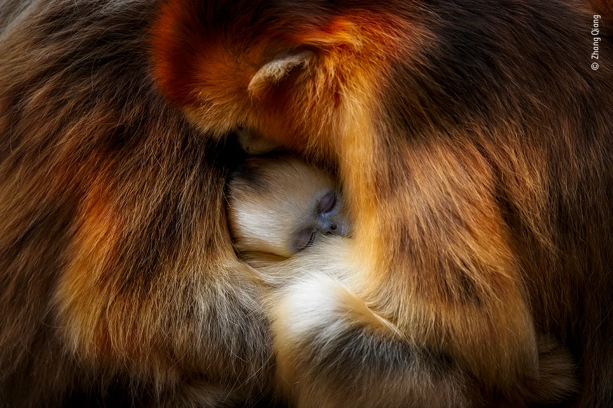 Monkey cuddle - ©Zhang Qiang/Wildlife Photographer of the Year