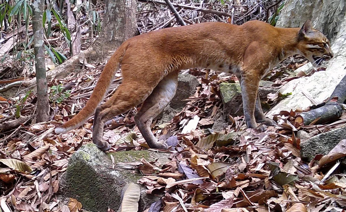 A camera trap image of an Asian golden cat, amongst forest.
