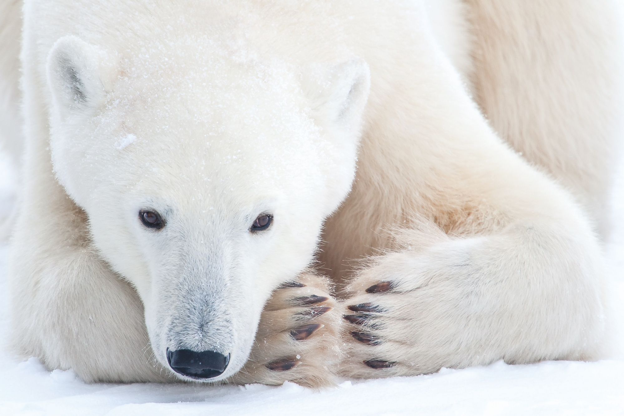 Photos Of Polar Bear Families In Canada
