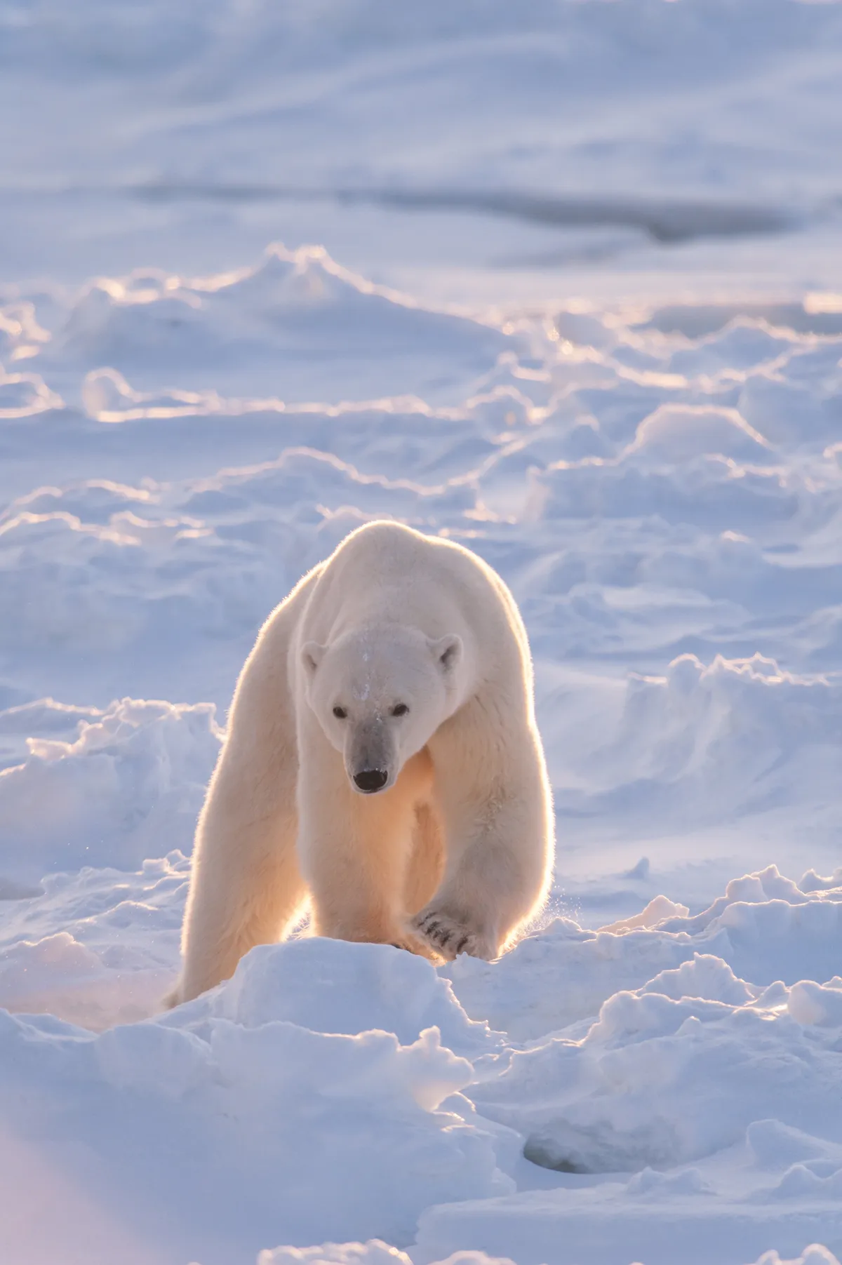 Polar Bears (Ursus Maritimus) Wapusk National Park - Manitoba - Canada
