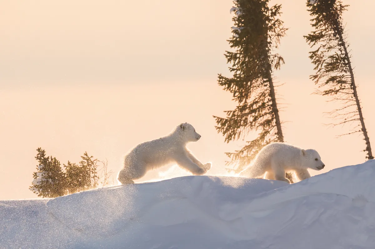 Polar Bear (Ursus maritimus) cubs playing. Wapusk National Park - Manitoba - Canada