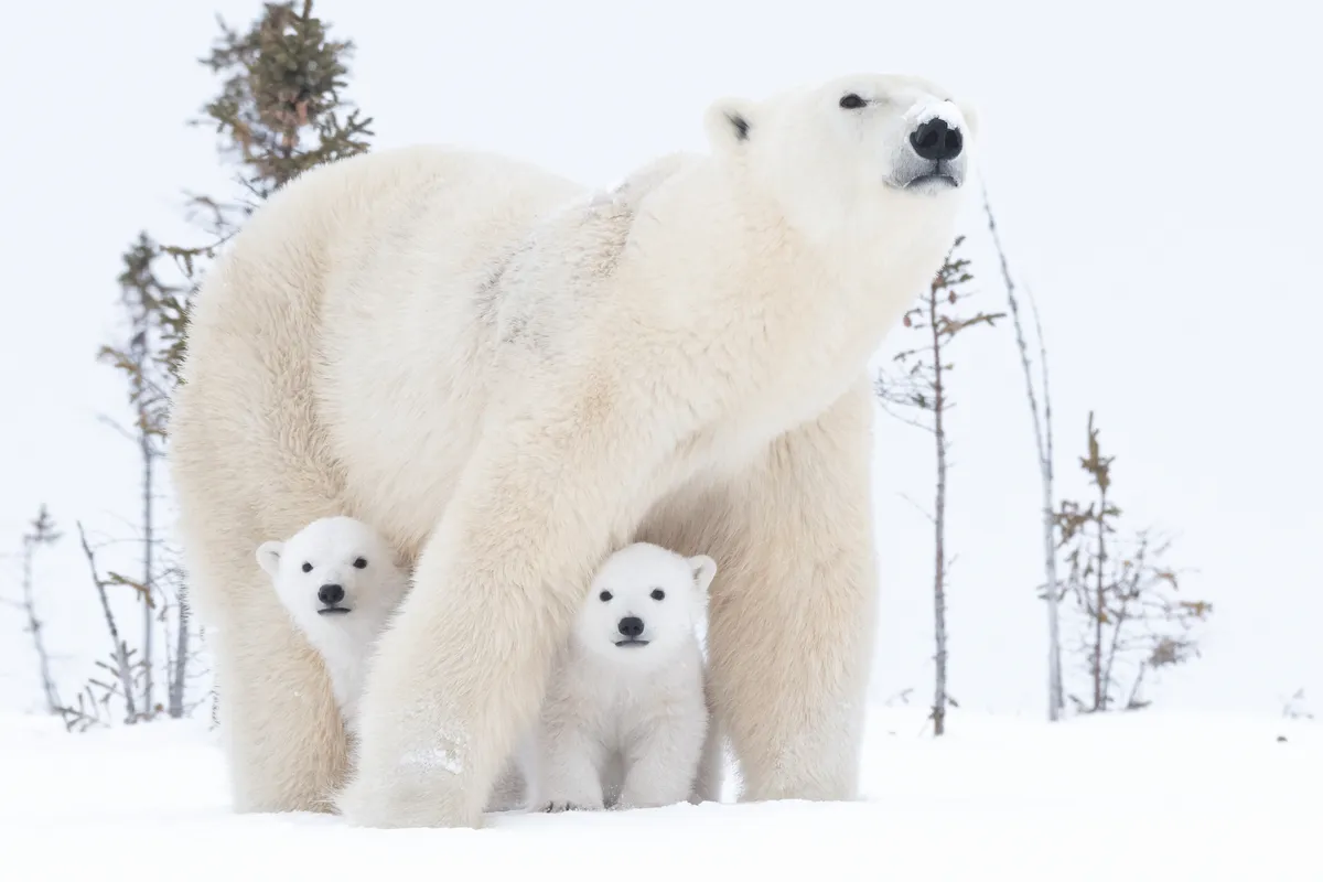 Polar Bears (Ursus Maritimus) Wapusk National Park - Manitoba - Canada