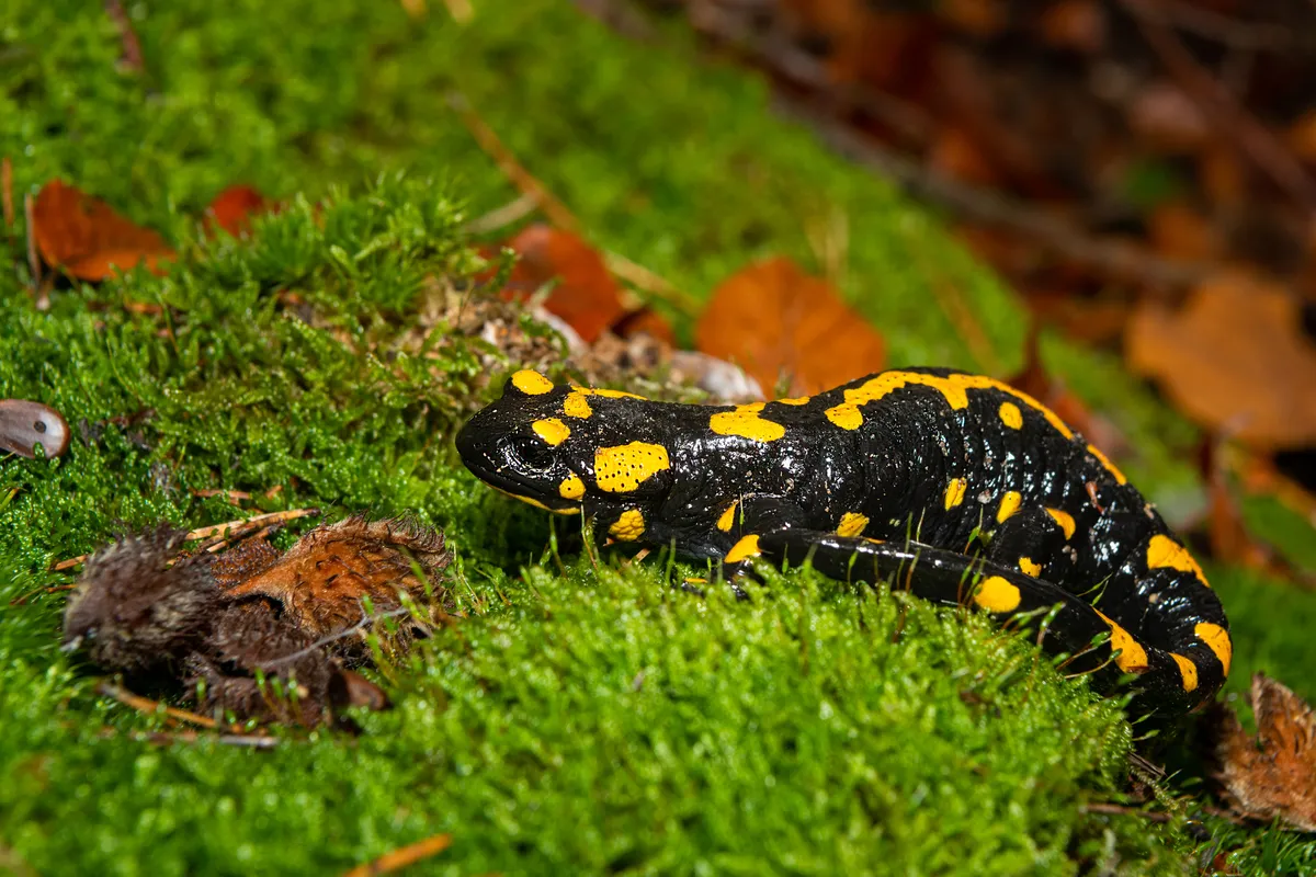 Closeup image of a black and yellow salamander on green moss.