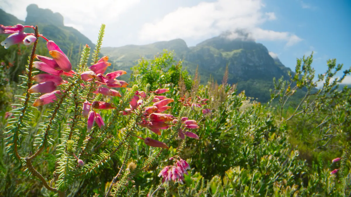 Pink flowers at the forefront of the image, with green vegetation behind and mountains in the background, beneath a blue sky with some clouds.