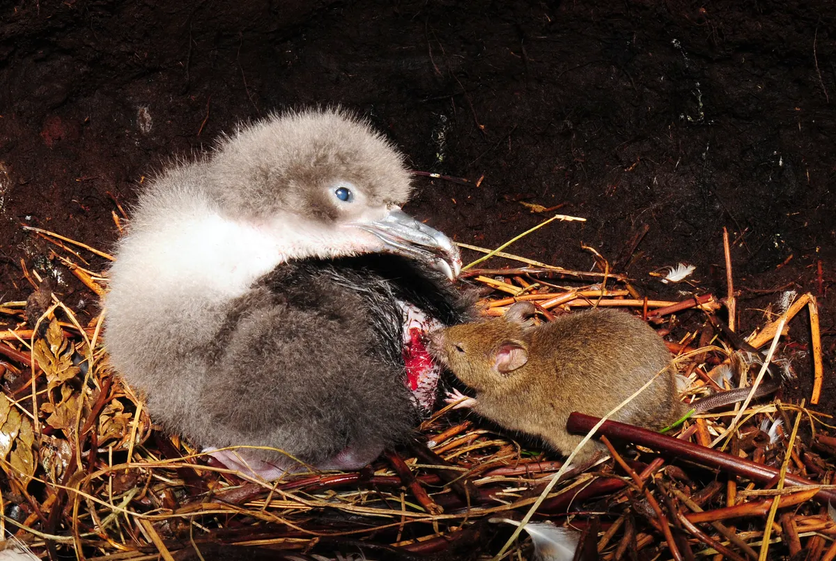 A house mouse feeds on a live Atlantic petrel chick in its nest.