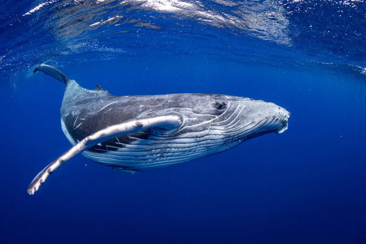 A large grey-white whale swimming in blue ocean waters.