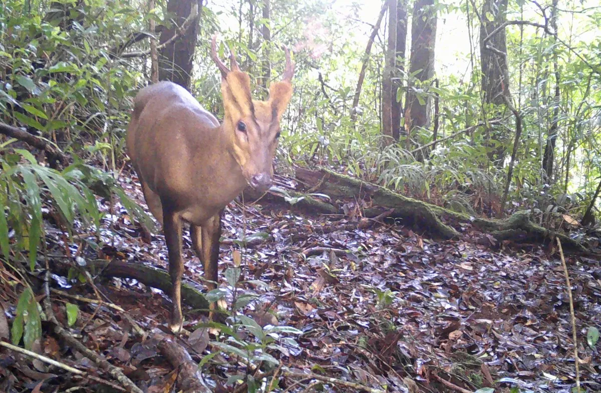 A camera trap image of a male large-antlered muntjac, amongst forest.