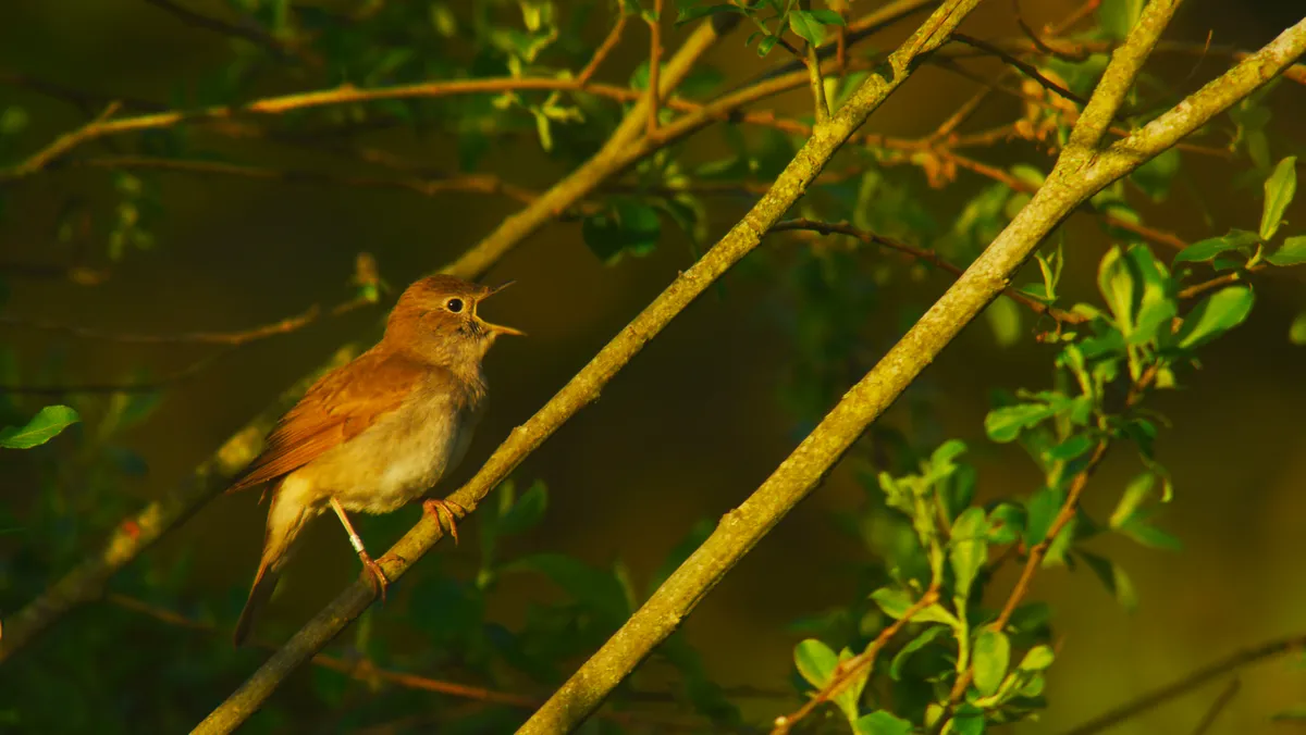 A brown bird sings among branches and leaves