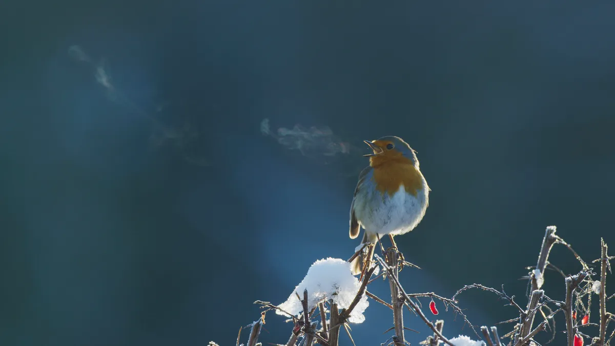 A robin perches on top of branches bare of leaves with some snow. It is singing with its mouth open, and some of its condensation on its breath can be seen in the air.