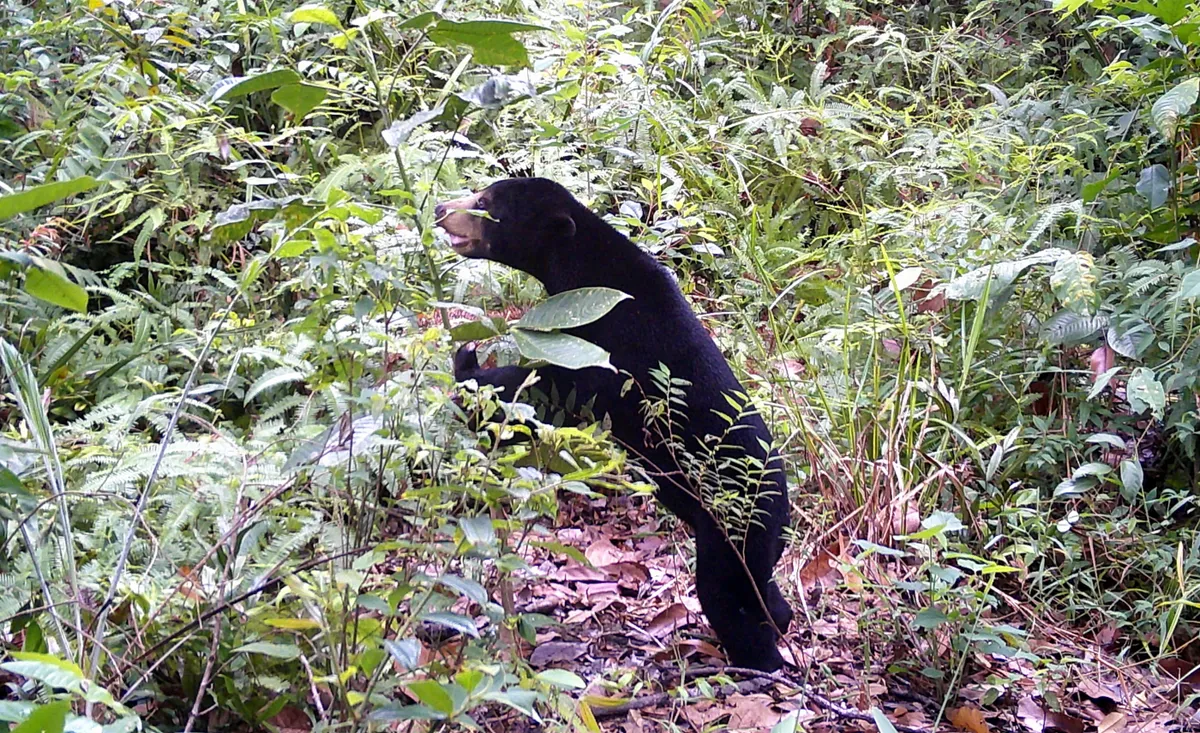 A camera trap image of a sun bear, amongst forest.