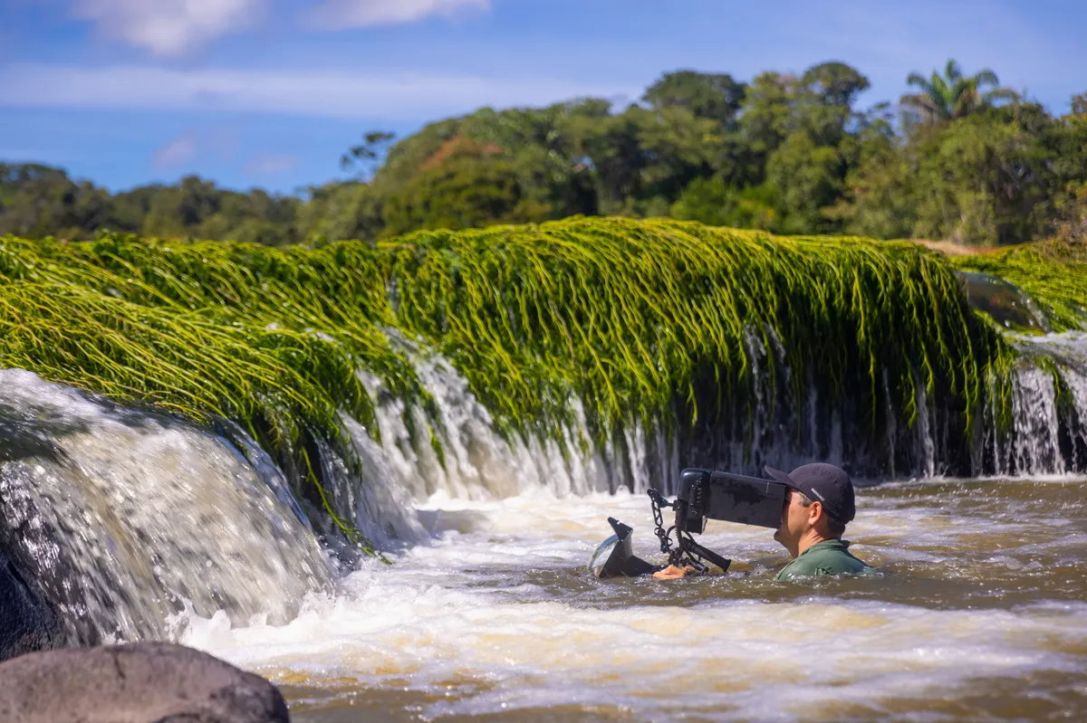 Underwater Camera operator João Paulo Krajewski filming Podostemaceae river plants, revealed by falling water levels, on the Rio Roosevelt, Brazilian Amazon. © João Paulo Krajewski/Roberta Martini Bonaldo