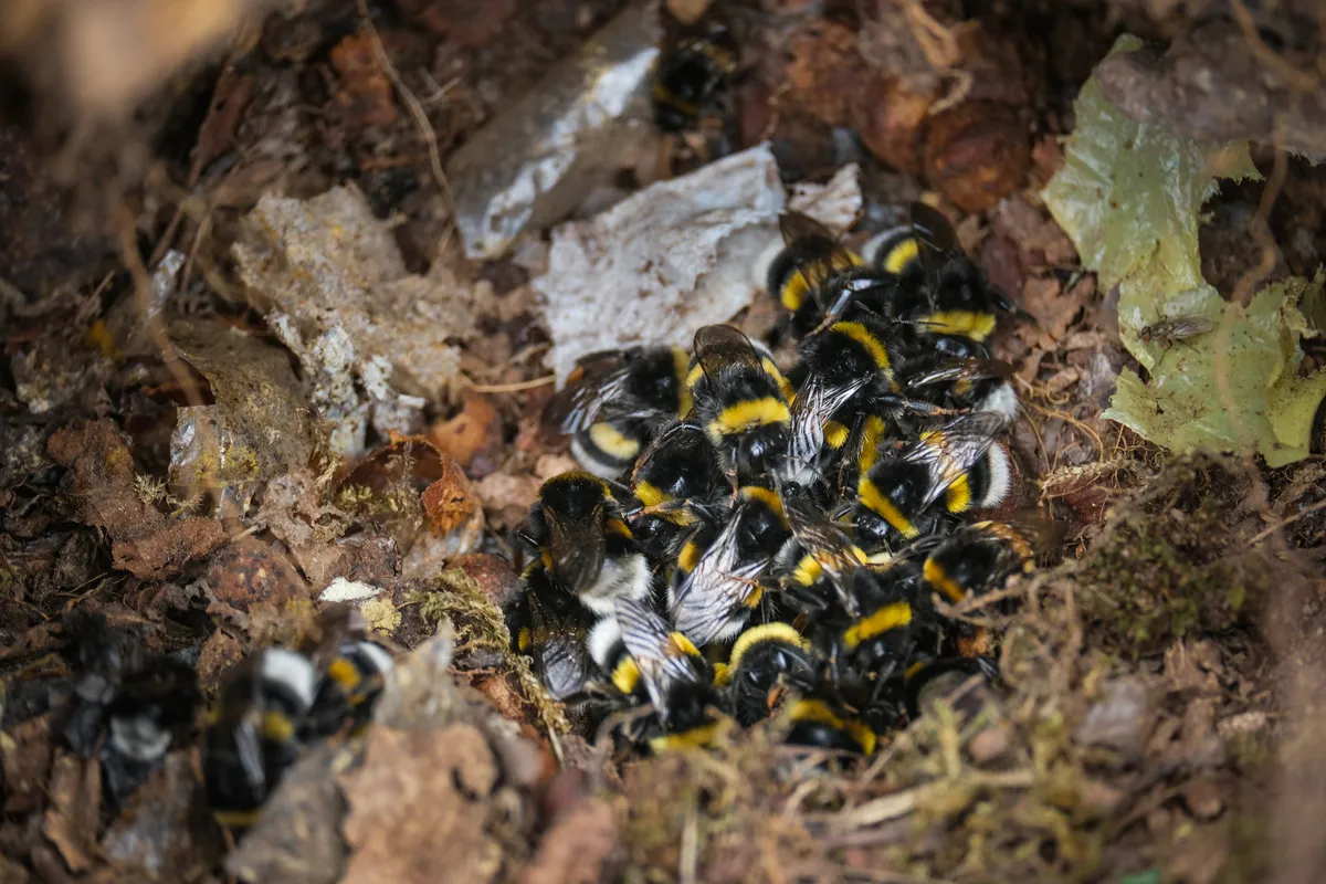 Close-up of a nest with bumblebees
